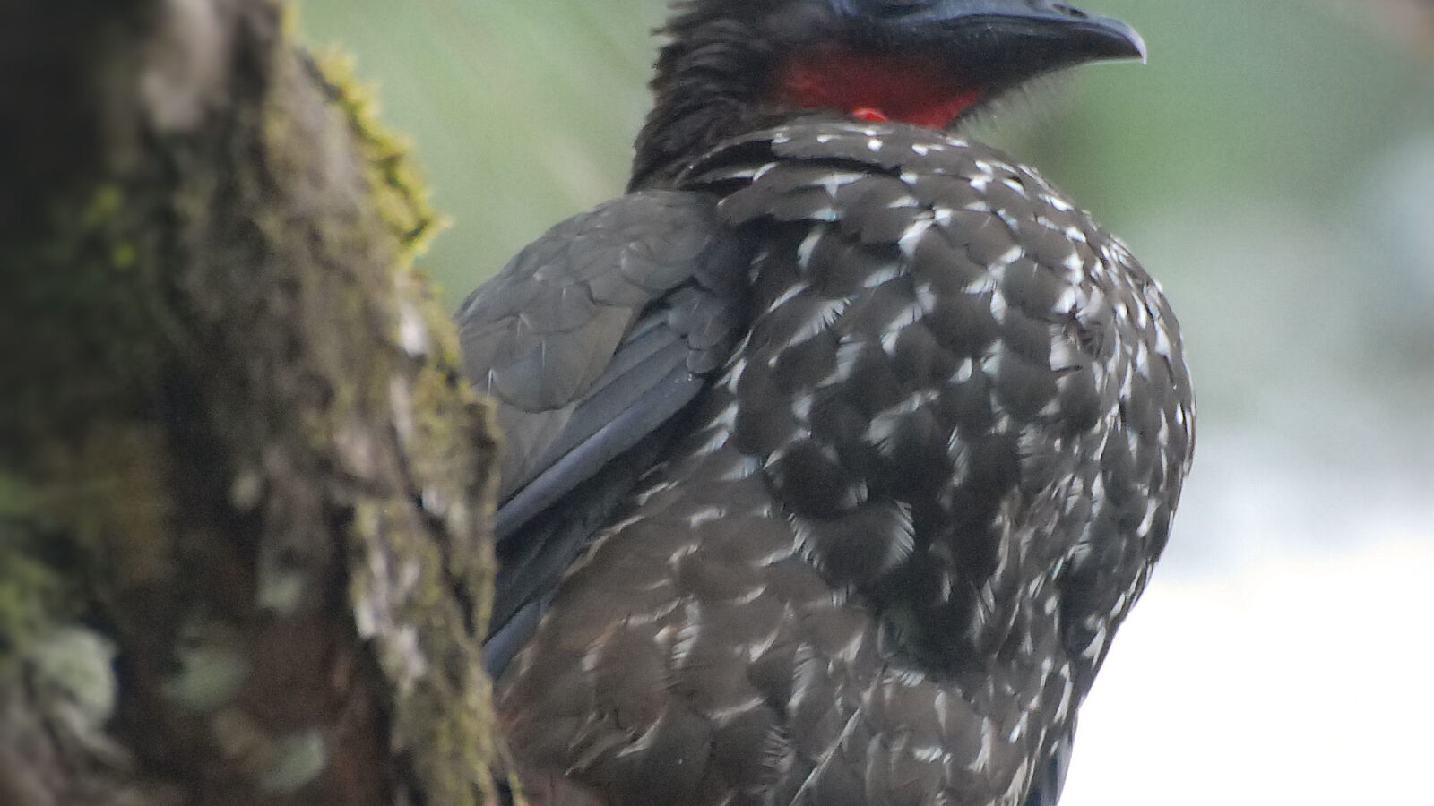 Crested Guan
