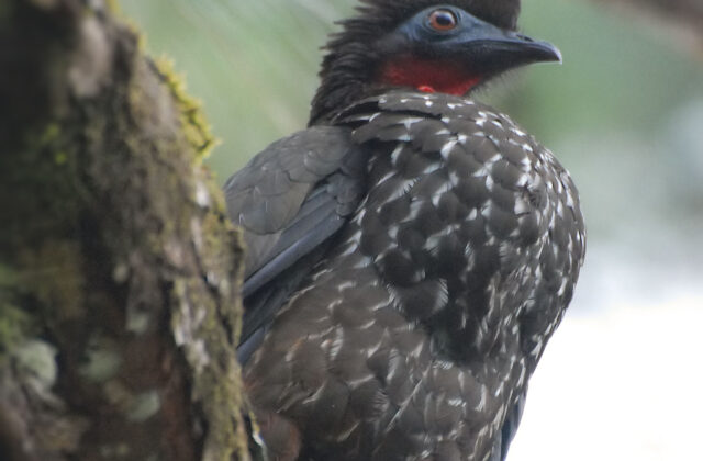 Crested Guan