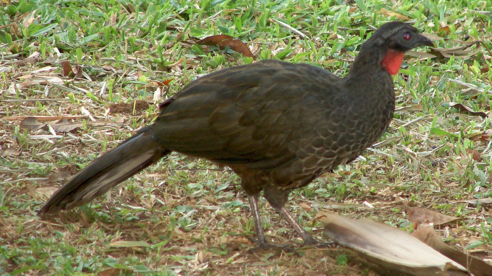 Rusty-margined Guan