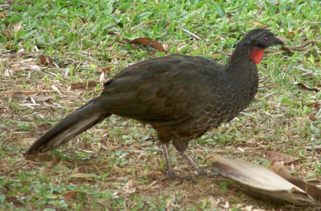 Rusty-margined Guan
