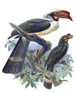 Luzon Hornbill