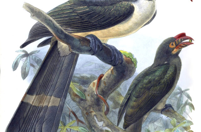 Luzon Hornbill