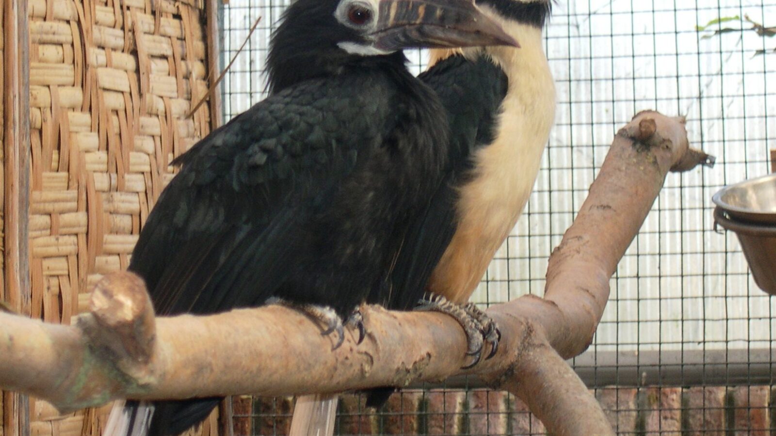 Visayan Hornbill