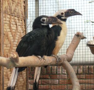 Visayan Hornbill