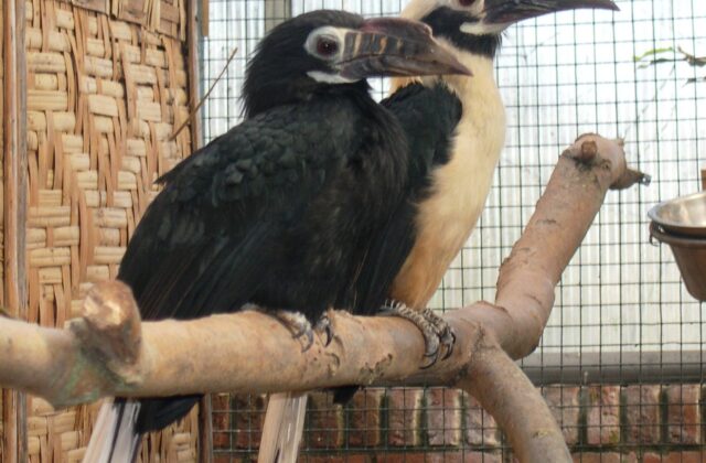 Visayan Hornbill