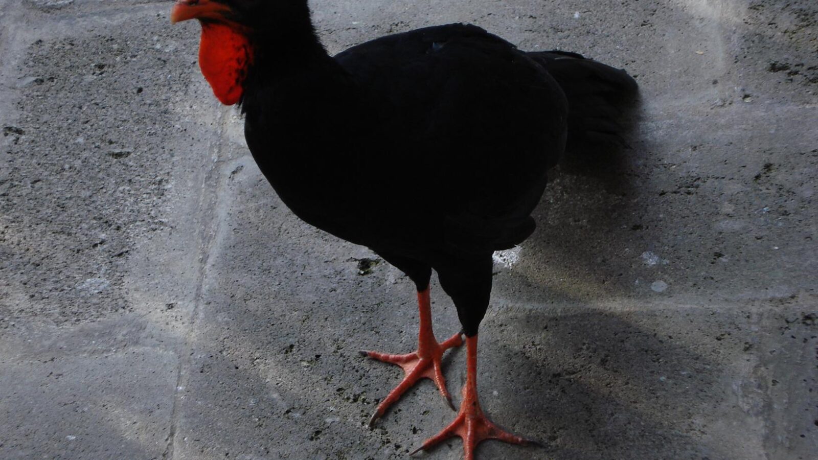 Highland Guan