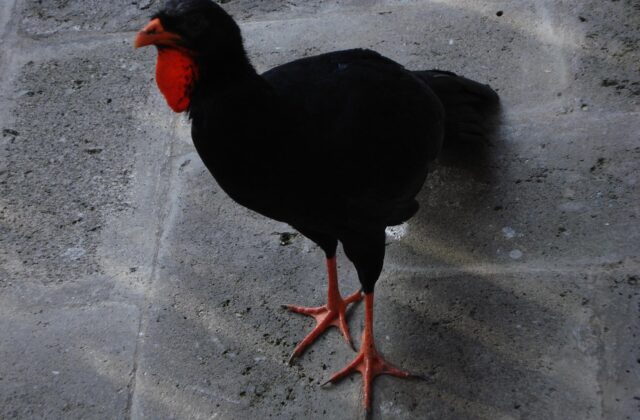 Highland Guan