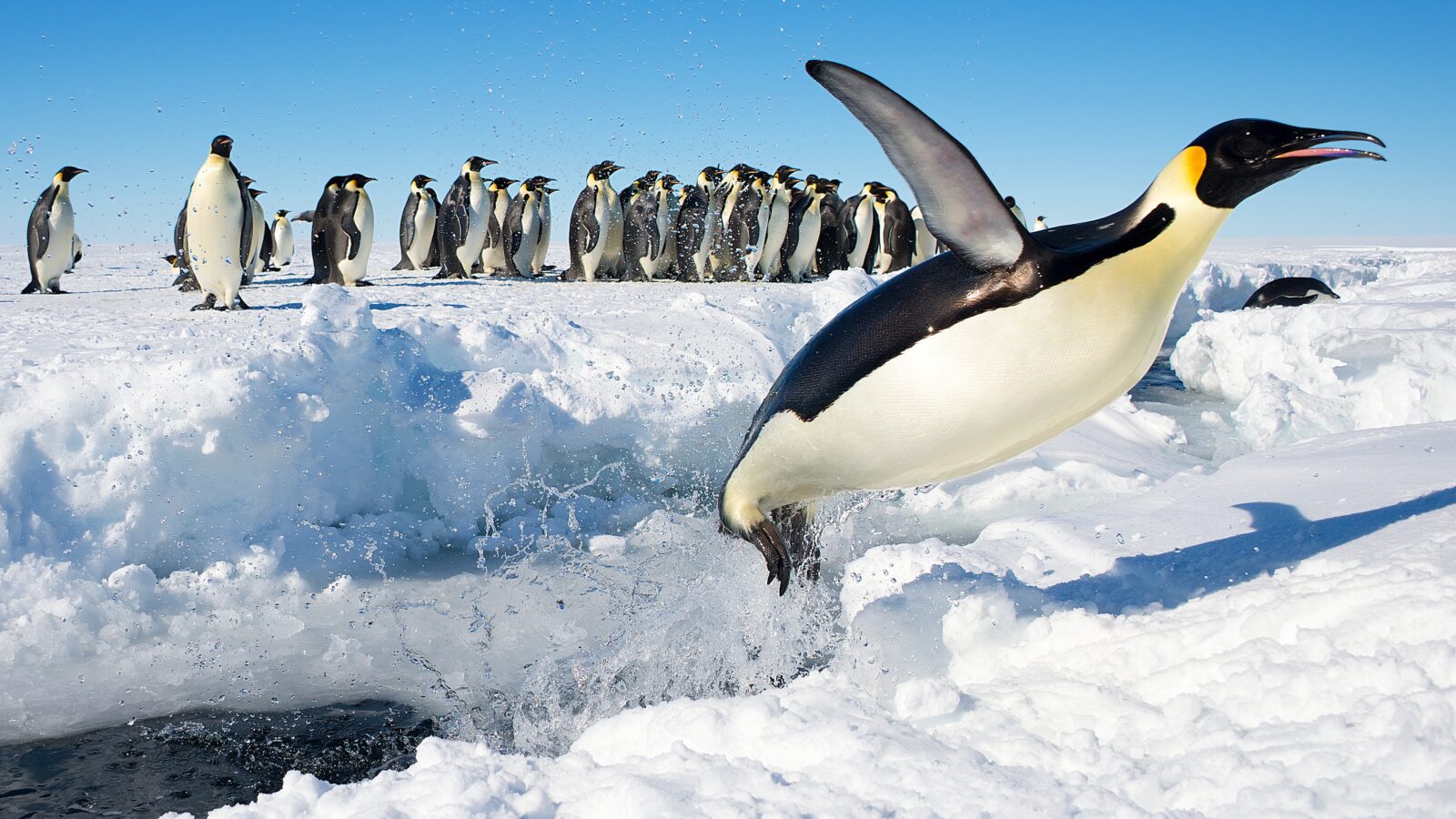 Emperor Penguin