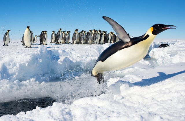 Emperor Penguin