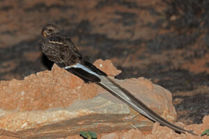 Pennant-winged Nightjar