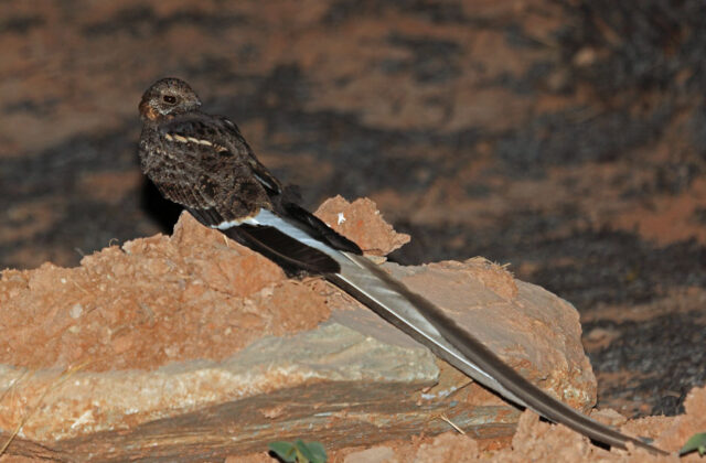 Pennant-winged Nightjar