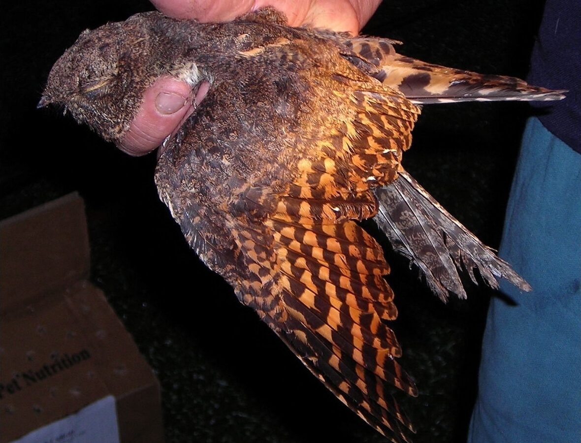 Collared Nightjar
