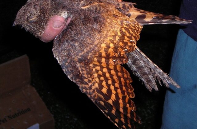 Collared Nightjar