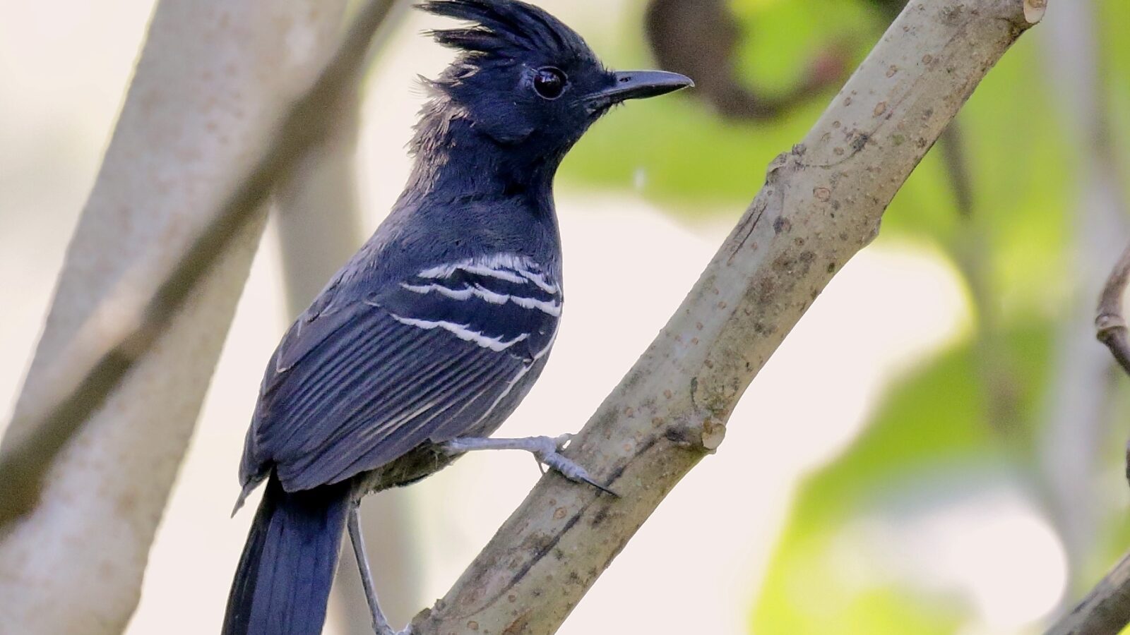 White-lined Antbird
