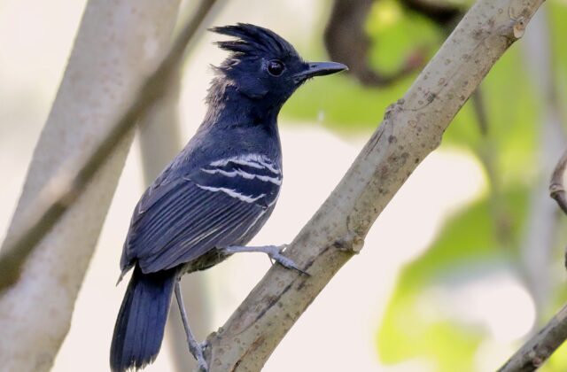 White-lined Antbird