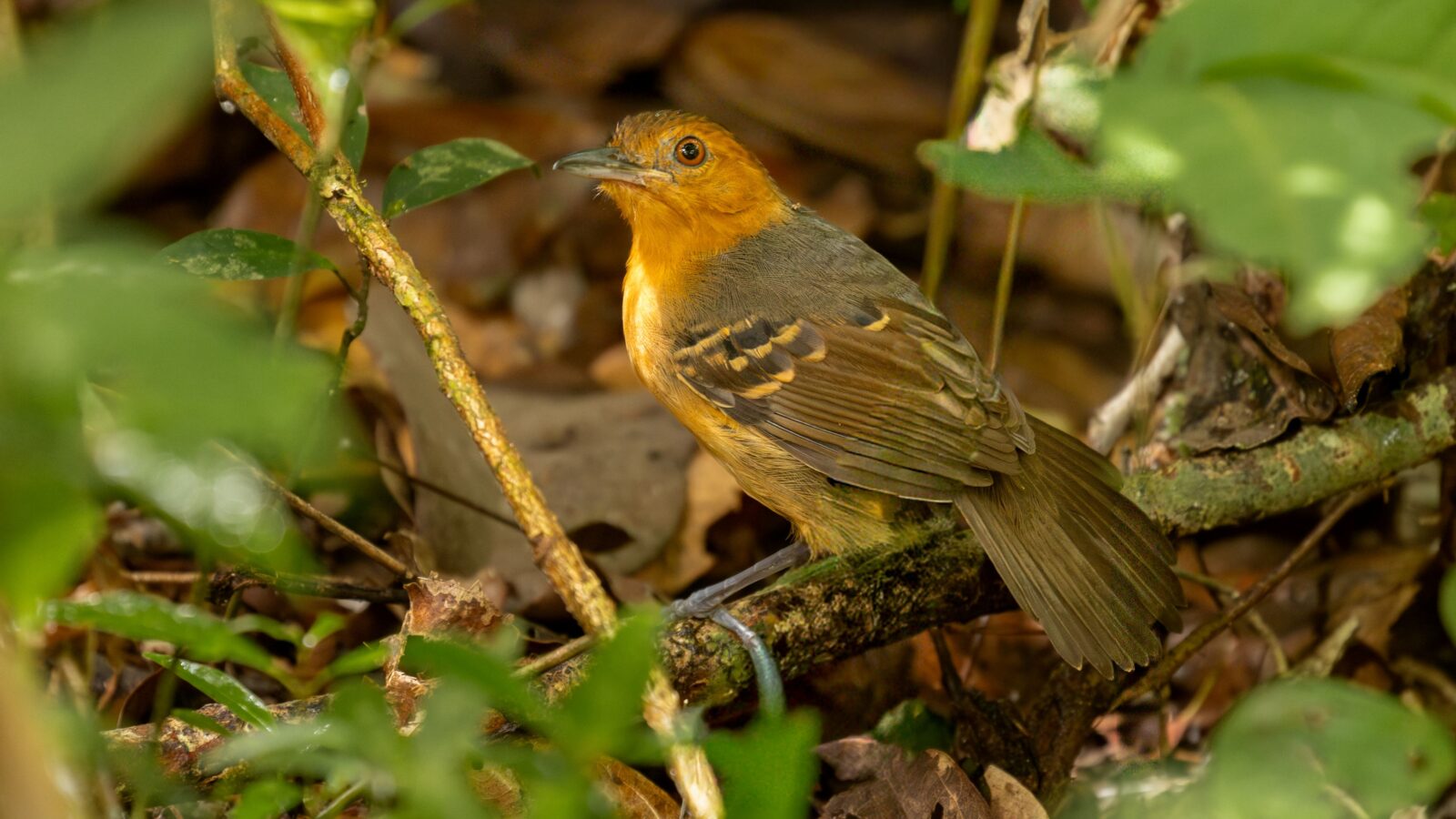 Black-headed Antbird
