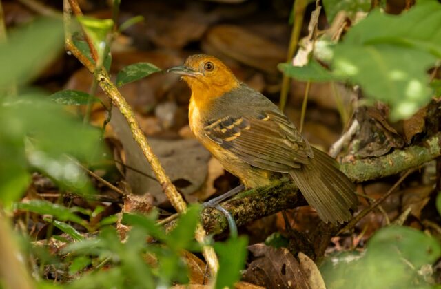 Black-headed Antbird