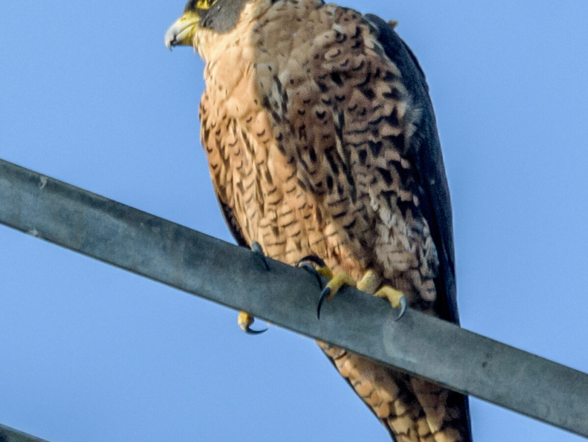 Peregrine Falcon