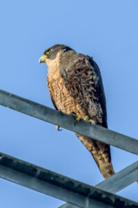 Peregrine Falcon