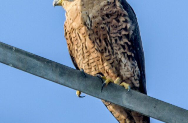 Peregrine Falcon