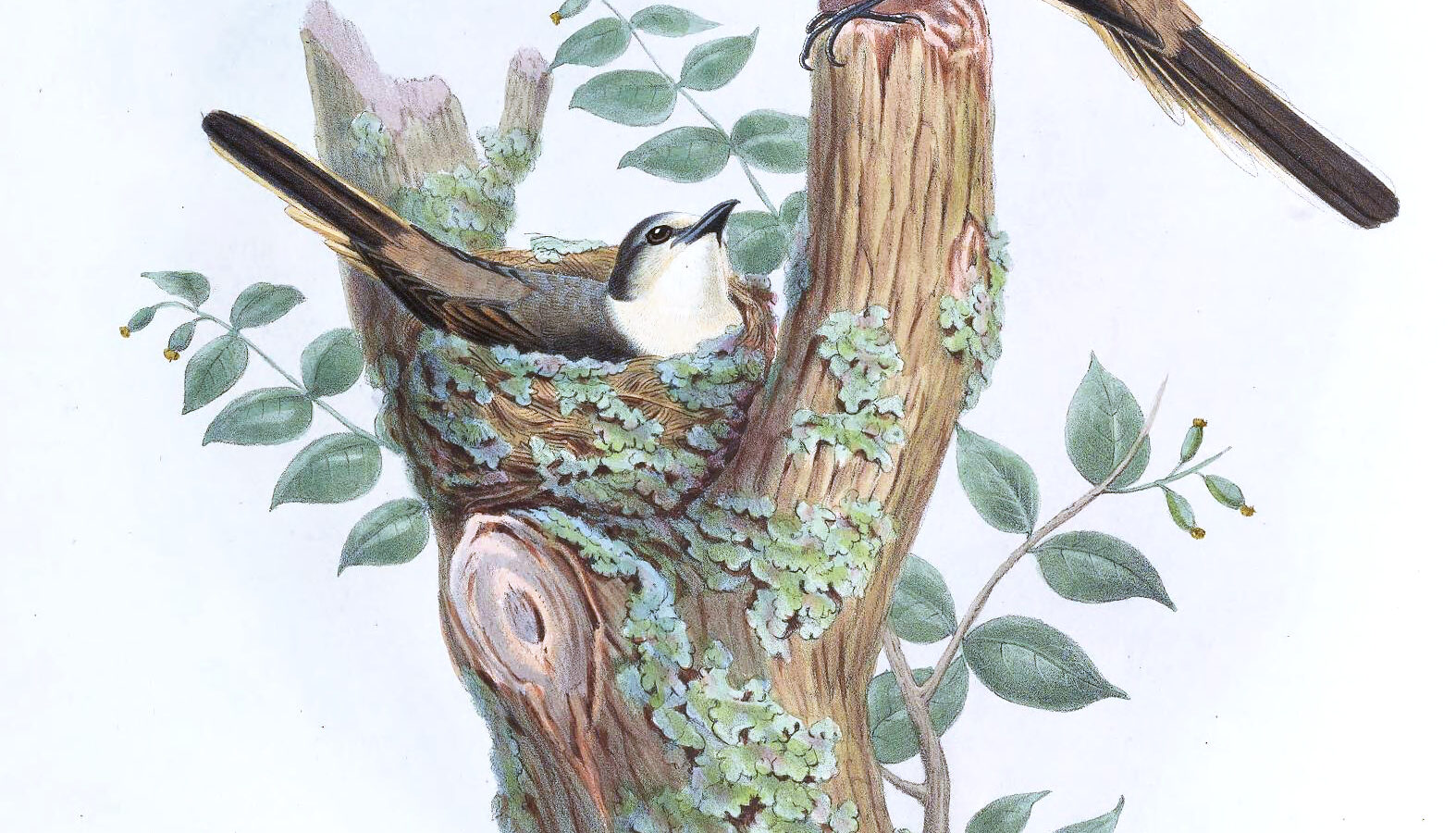 Swinhoe’s Minivet