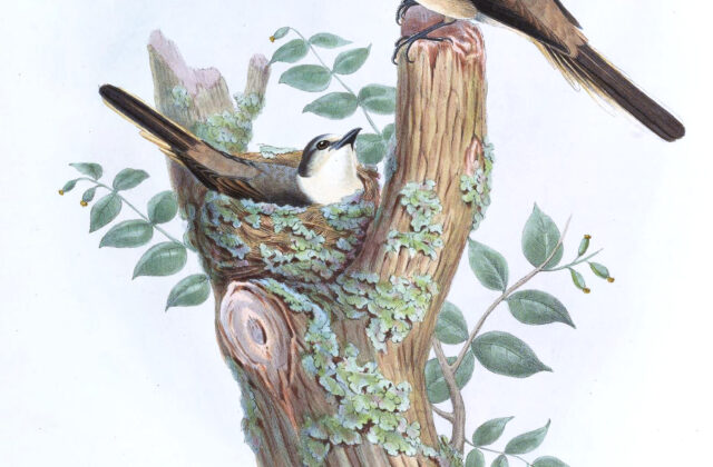 Swinhoe’s Minivet