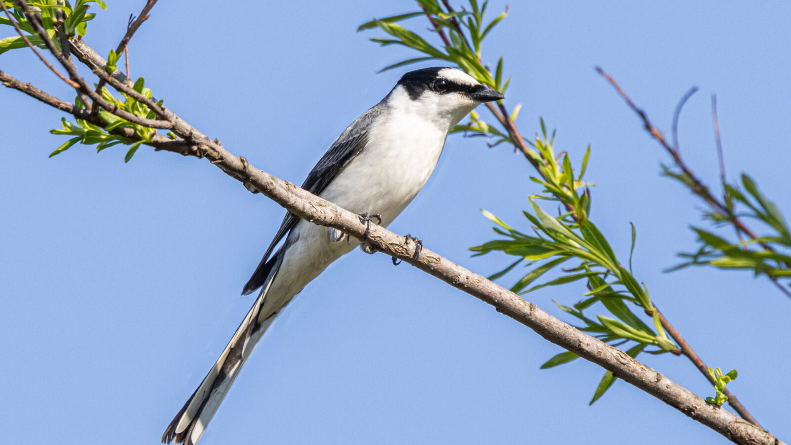 Ashy Minivet