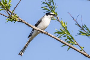 Ashy Minivet
