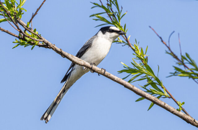 Ashy Minivet