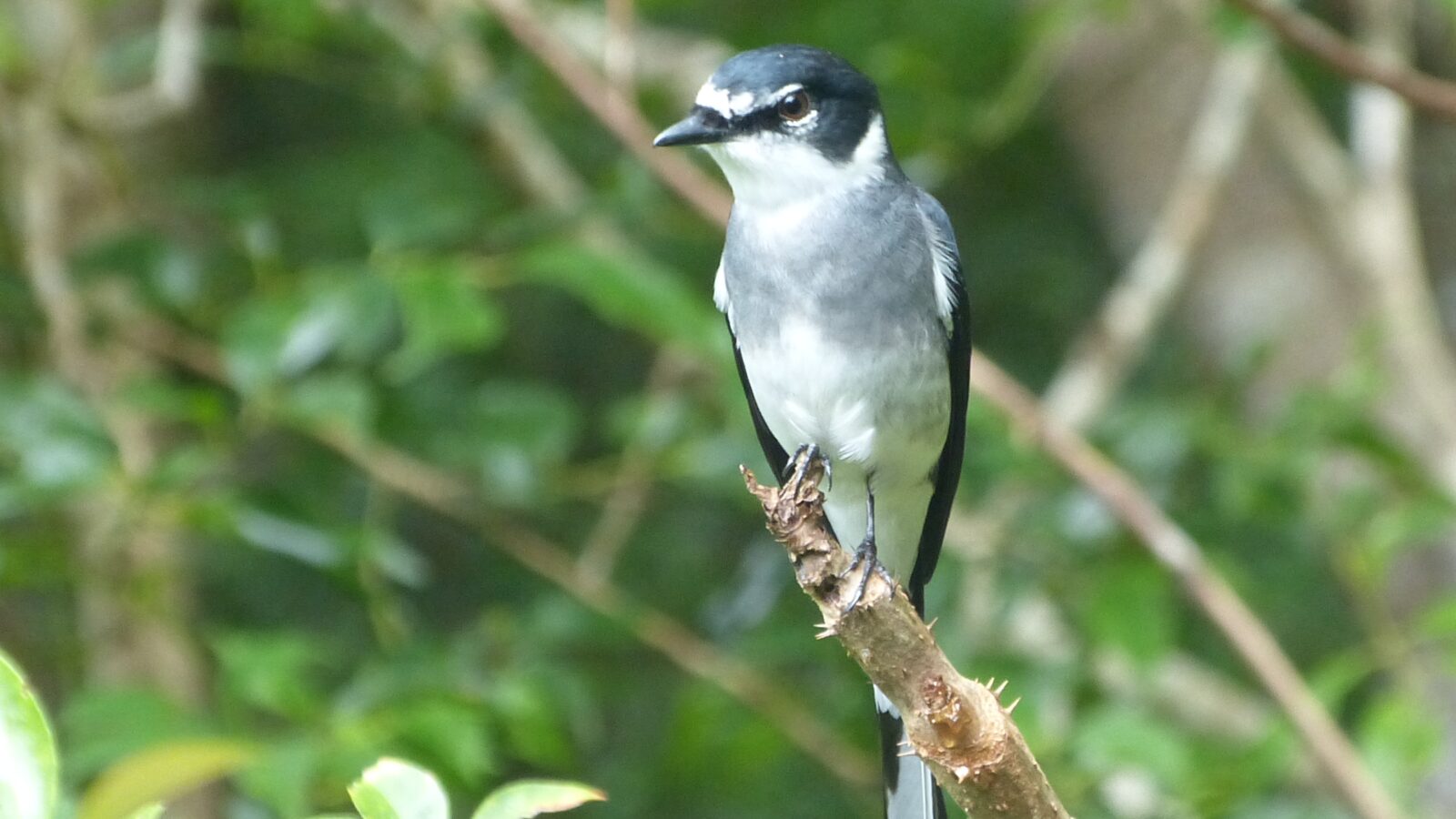 Ryukyu Minivet