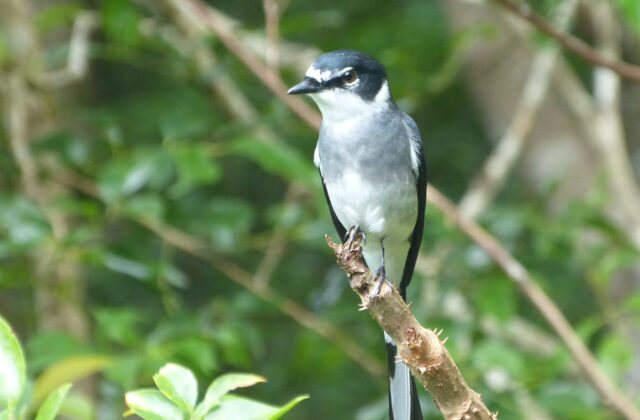 Ryukyu Minivet