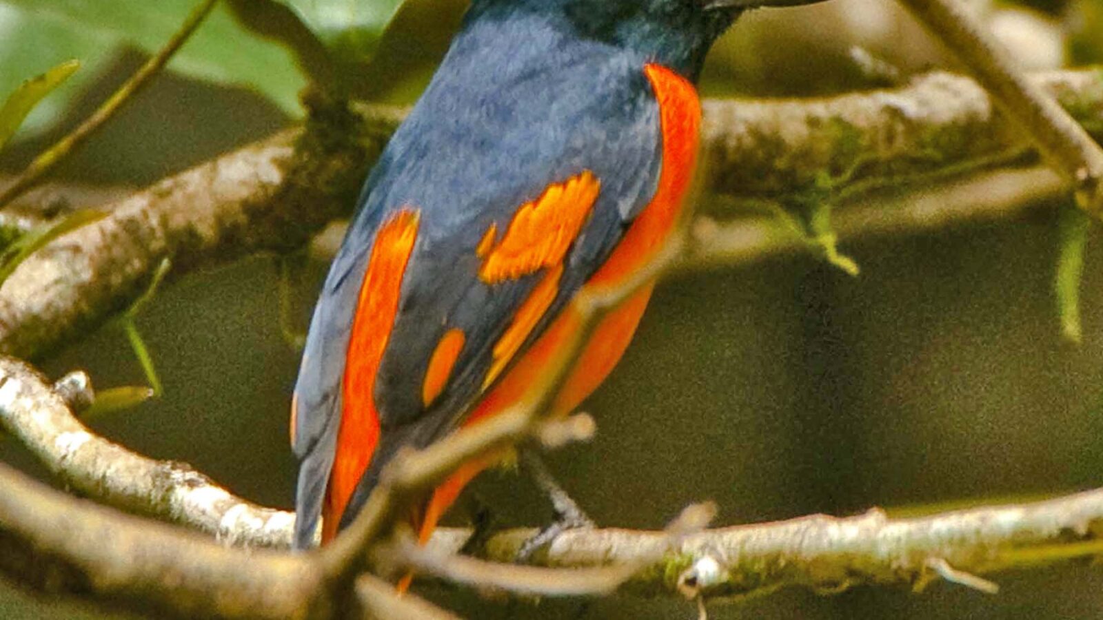 Orange Minivet