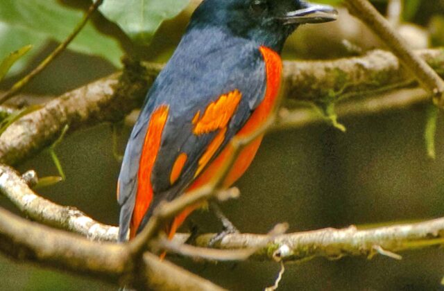 Orange Minivet