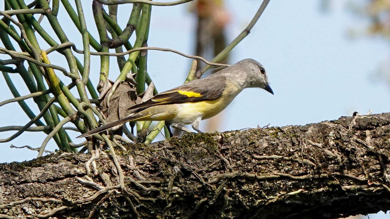 Rosy Minivet