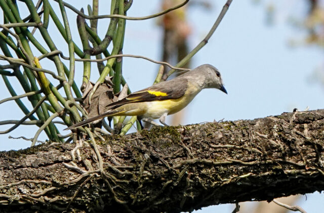 Rosy Minivet