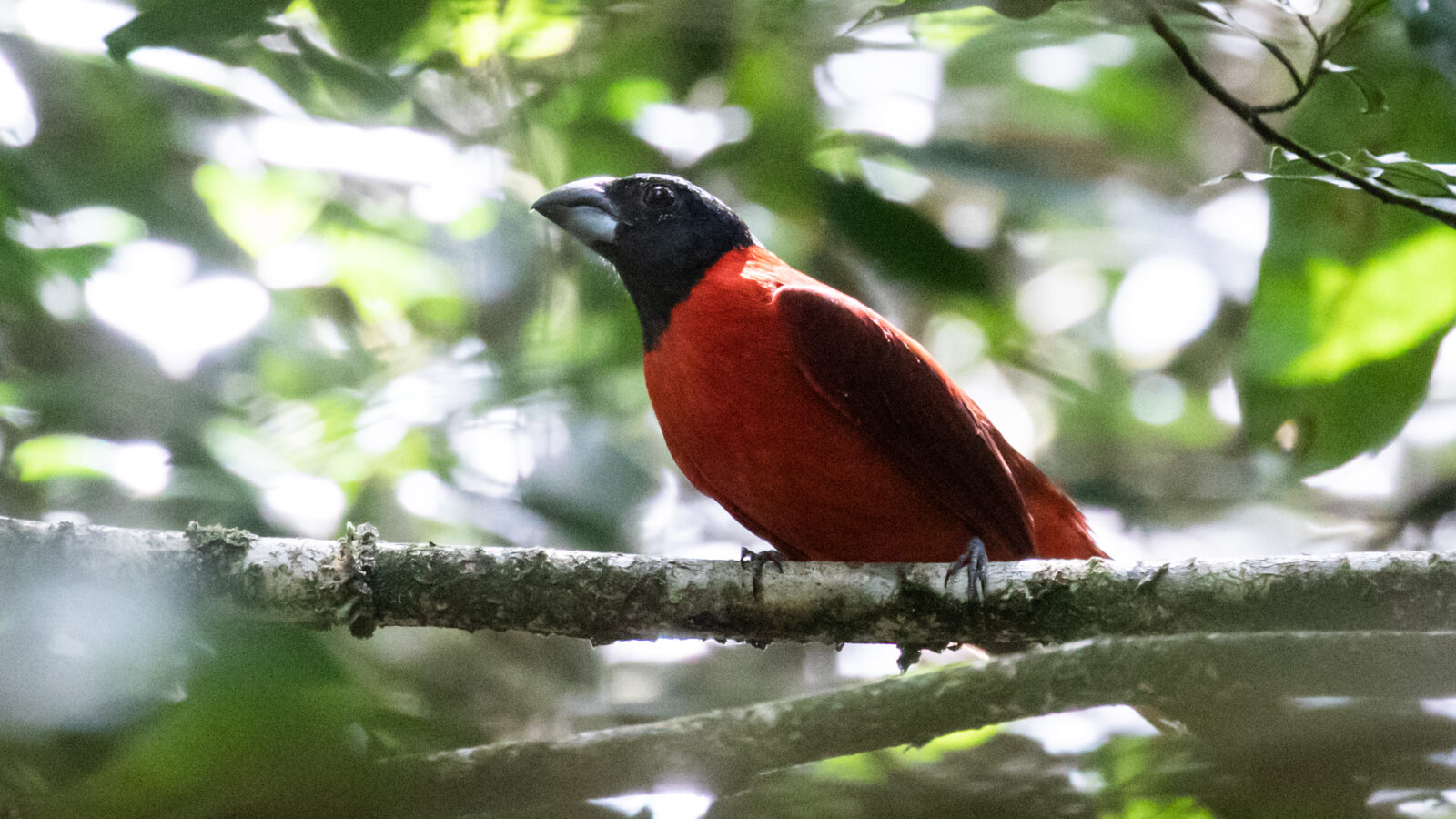 Red-and-black Grosbeak