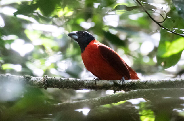 Red-and-black Grosbeak