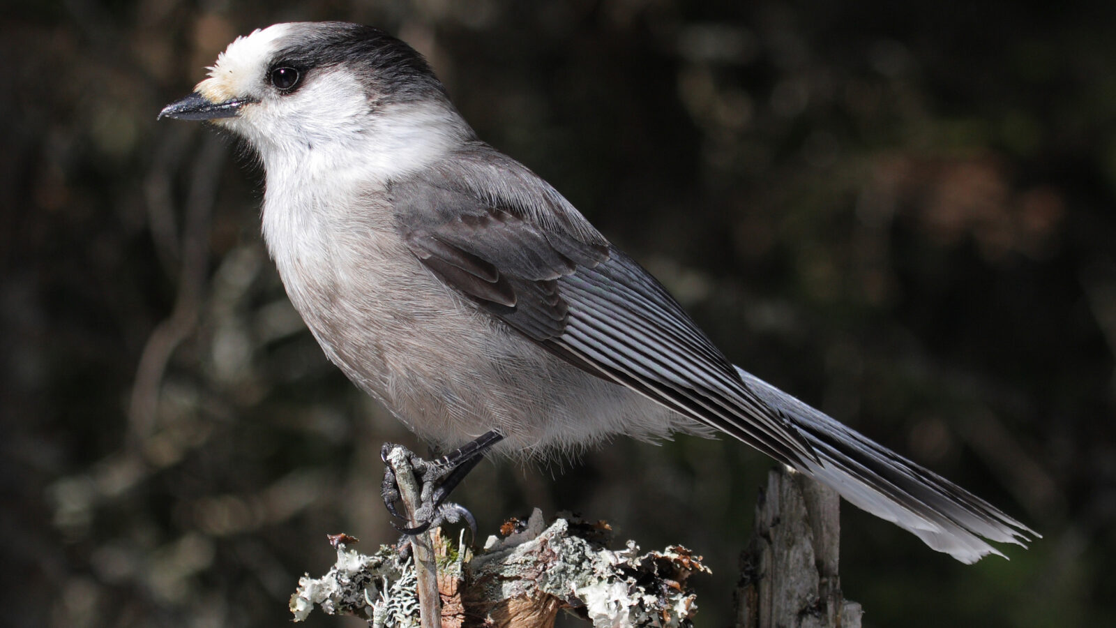 Canada Jay