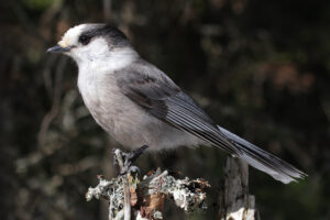 Canada Jay