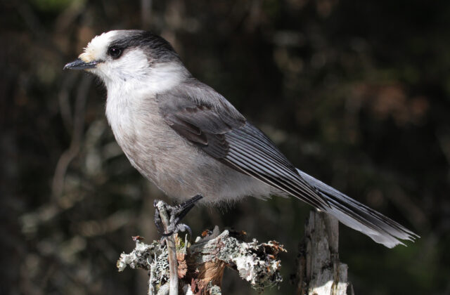 Canada Jay