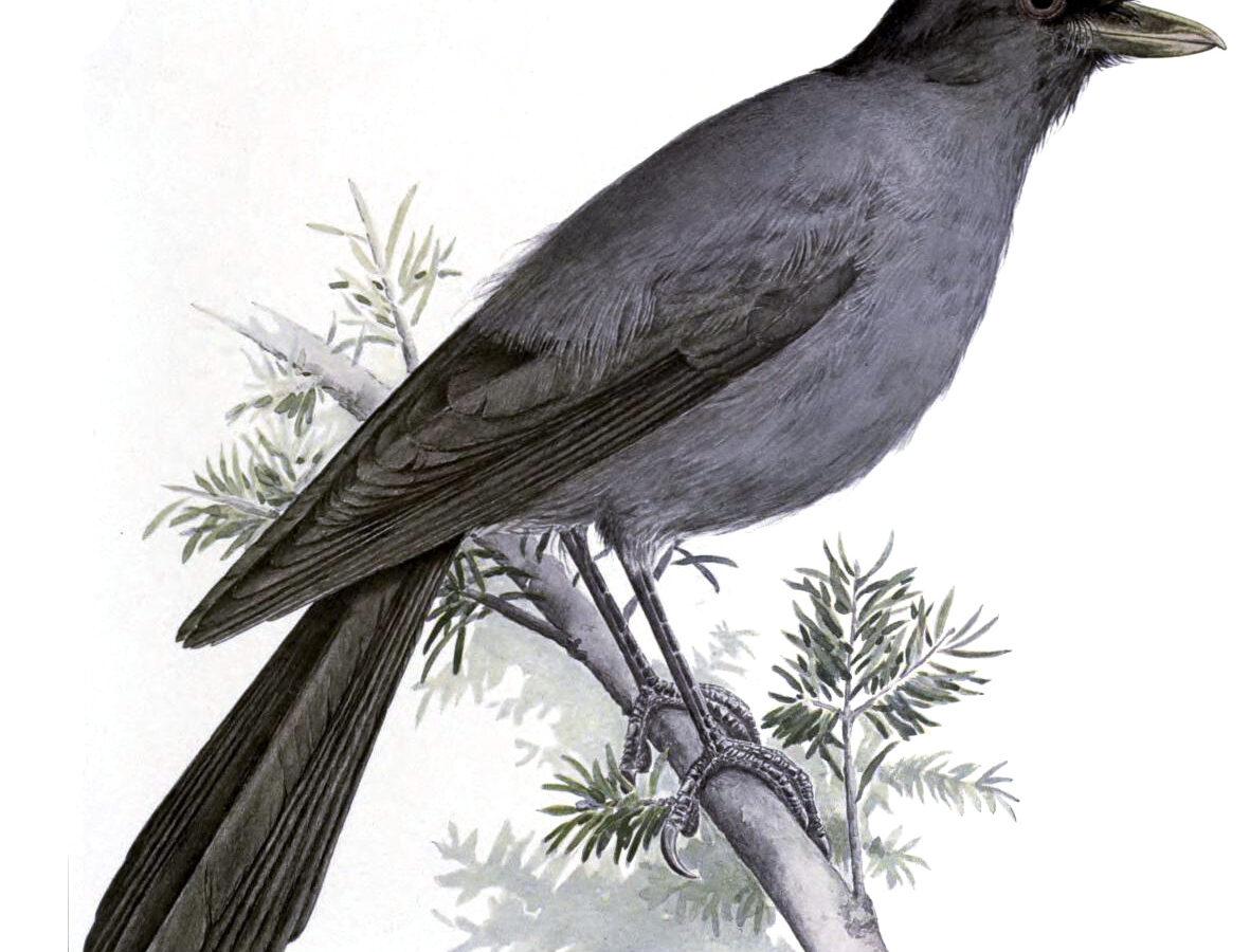 Sichuan Jay