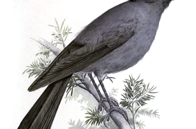 Sichuan Jay
