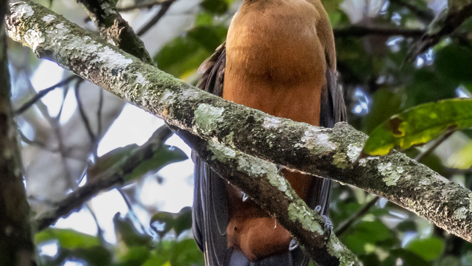 Capuchinbird