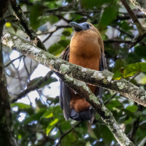 Capuchinbird
