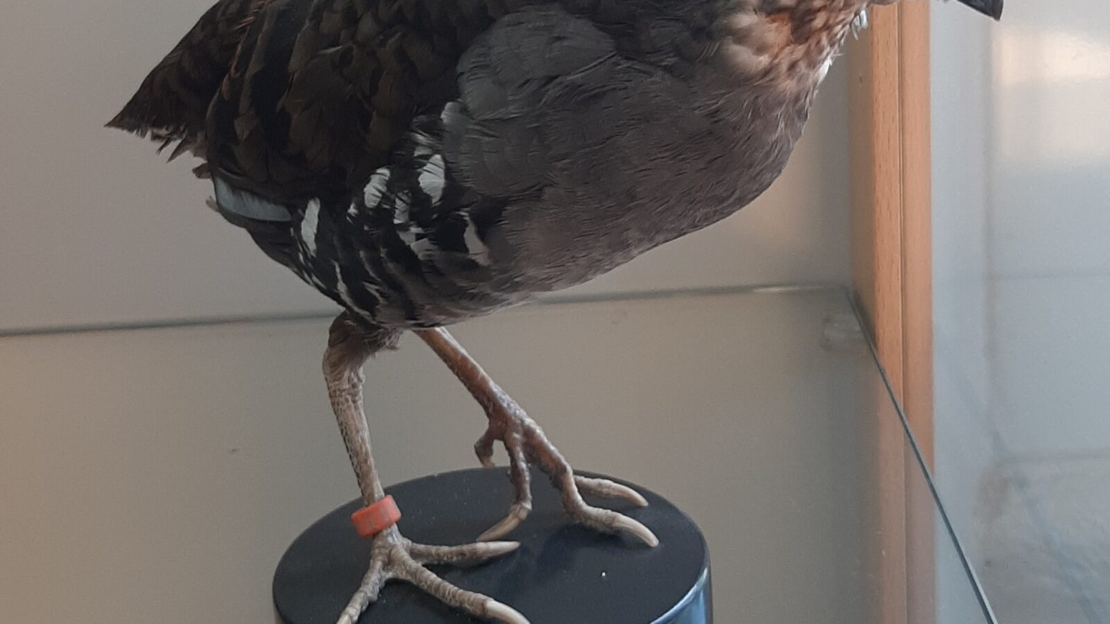 Sumatran Partridge