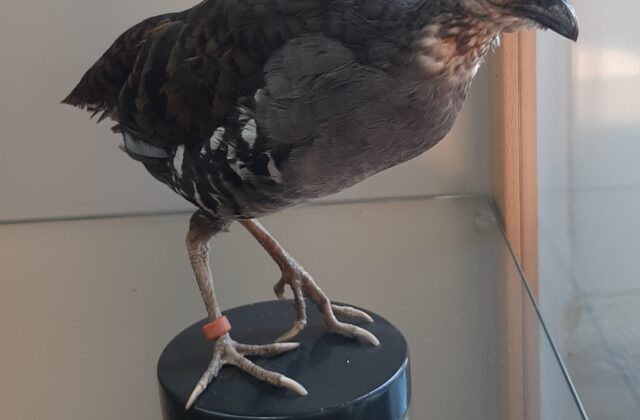 Sumatran Partridge