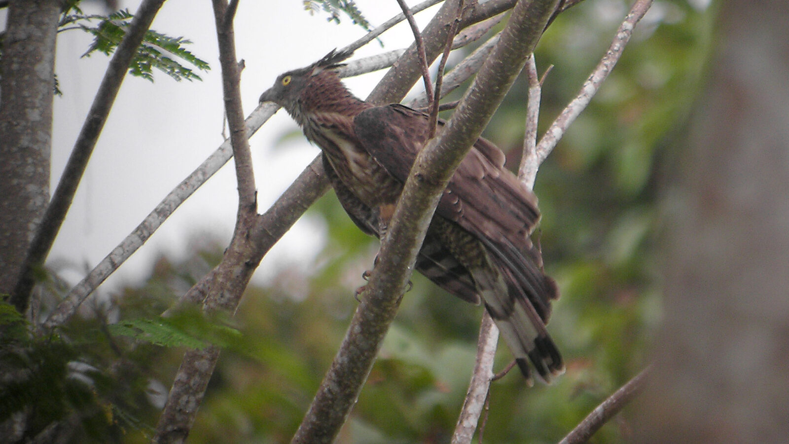 Philippine Honey Buzzard