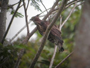 Philippine Honey Buzzard