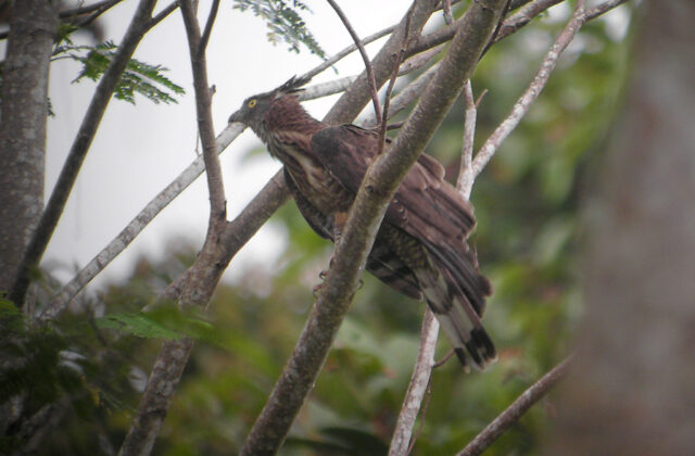 Philippine Honey Buzzard