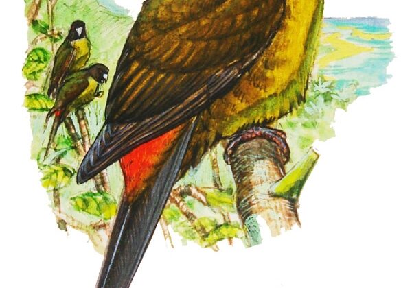 Raiatea Parakeet